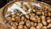 Adorable cat sleeping in a basket of fresh new potatoes