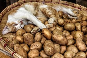 Adorable cat sleeping in a basket of fresh new potatoes
