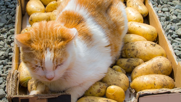 Ginger and white cat on tray of harvested potatoes.