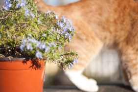 Ginger cat by flowering rosemary plant