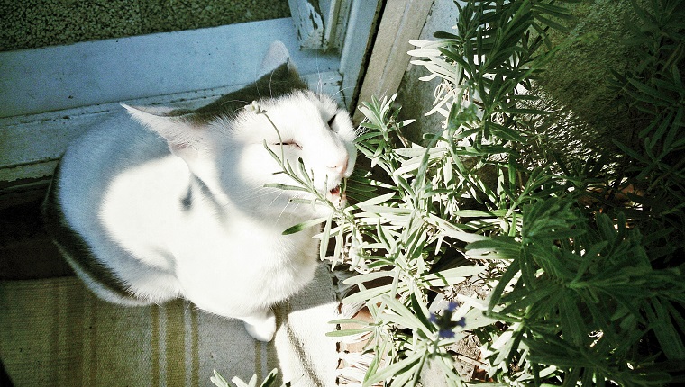 Cat Eating Rosemary Leaves