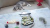 Japanese homemade maki sushi on the table with mayonnaise, wasabi and soy sauce, my cat lying on the sofa in the background.