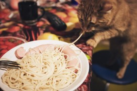Pasta Food and Ginger Cat