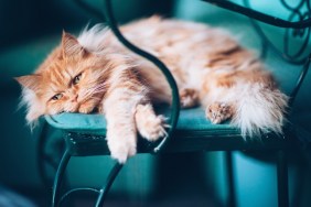 Melancholic long-hair cat lying on wrought iron chair.
