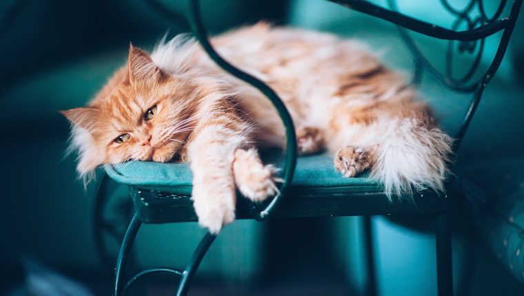 Melancholic long-hair cat lying on wrought iron chair.