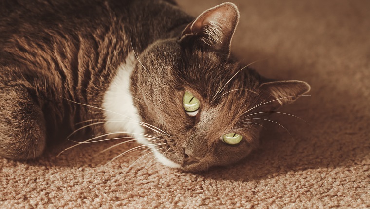 Cute cat with beautiful green eyes, indoor cat. Domestic cat is a gray and white tuxedo cat. Conceptual image for boredom, sadness and depression.