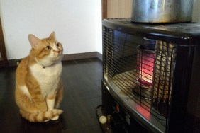 A cat staring at the kettle