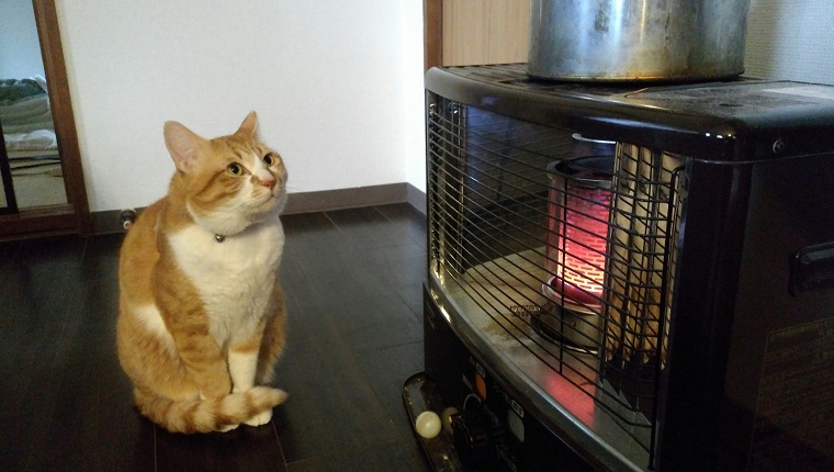 A cat staring at the kettle