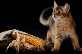 Cute somali kitten on the black background playing with corn
