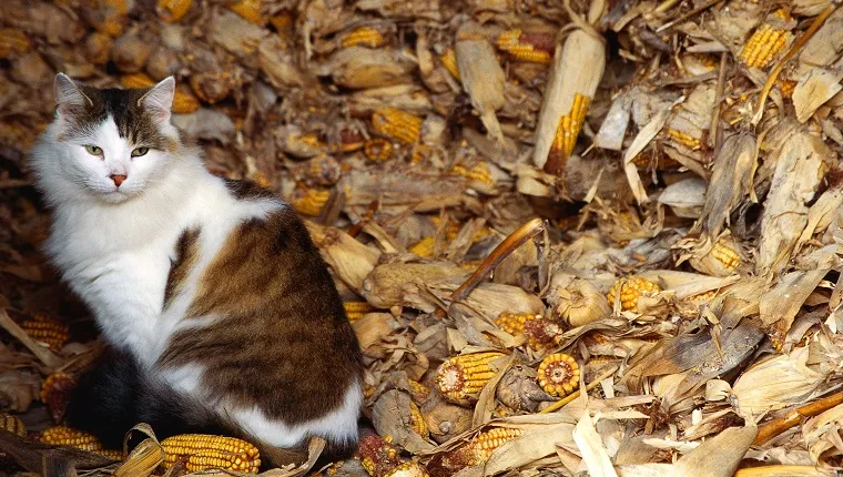 Domestic cat sitting with pile of corn