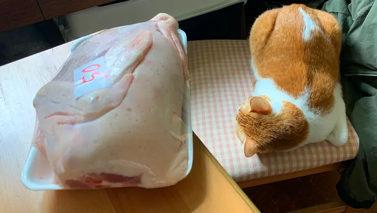 Can Cats Eat Duck Is Duck Safe For Cats CatTime