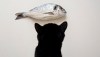 Cat and fish
