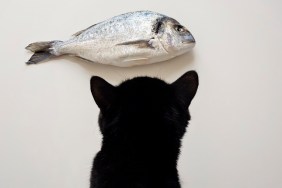 Cat and fish