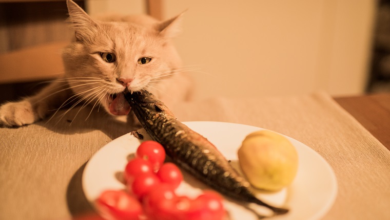 Funny hungry cat stealing fish from a domestic table.