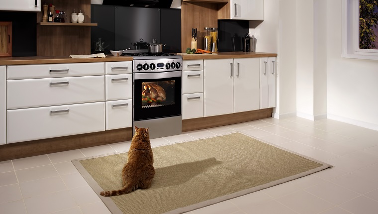 Cat looking at a cooking turkey in the oven.