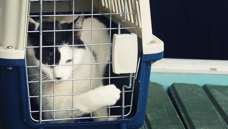 White and black cat inside a pet carrier trying to open the door to scape from visiting the vet, tears in his eyes.