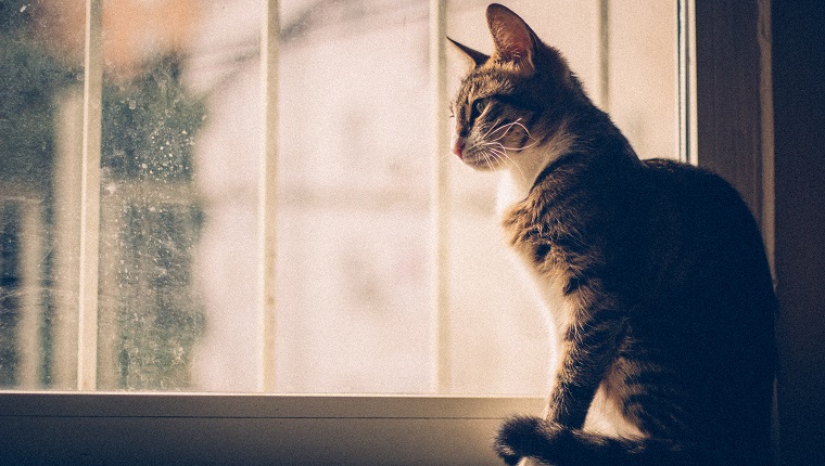 Close-Up Of Cat Sitting On Window