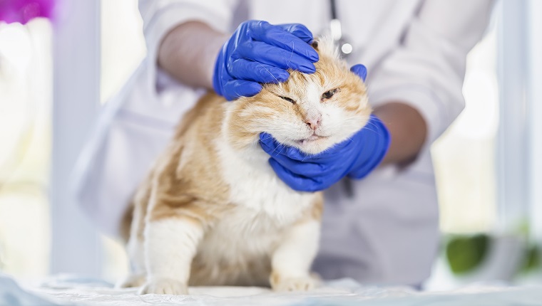 red old cat at an appointment with a veterinarian in the clinic