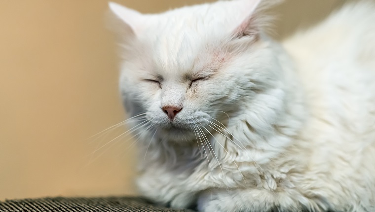 Nice white cat sleep. A 15-year-old cat