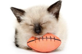 Cute baby cat laying its head on a football and taking a nap on white background