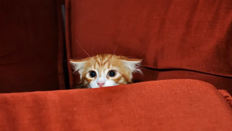 Ginger kitten frightened looks out for obstacles