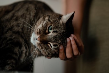 Anonymous young women hands petting a senior common cat head while he is looking at the camera. Selective focus