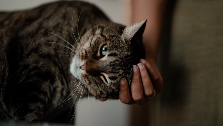 Anonymous young women hands petting a senior common cat head while he is looking at the camera. Selective focus