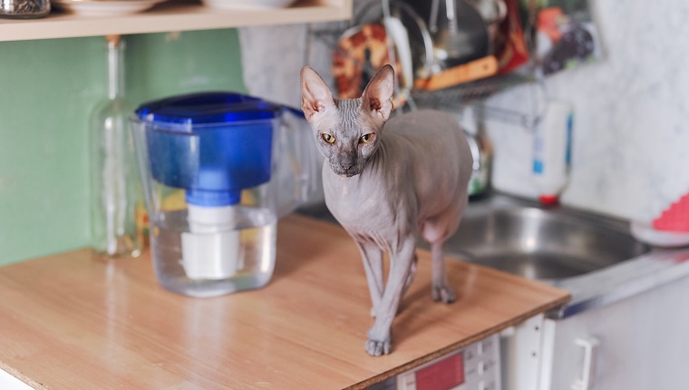 Portrait of Sphynx caat on a kitchen table.