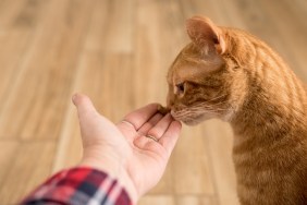 A ginger orange tabby cat sniffs a treat in a person's hand before eating it.