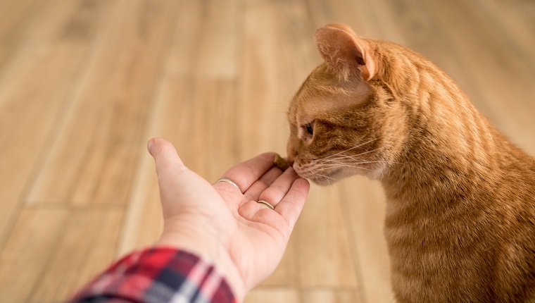 A ginger orange tabby cat sniffs a treat in a person's hand before eating it.