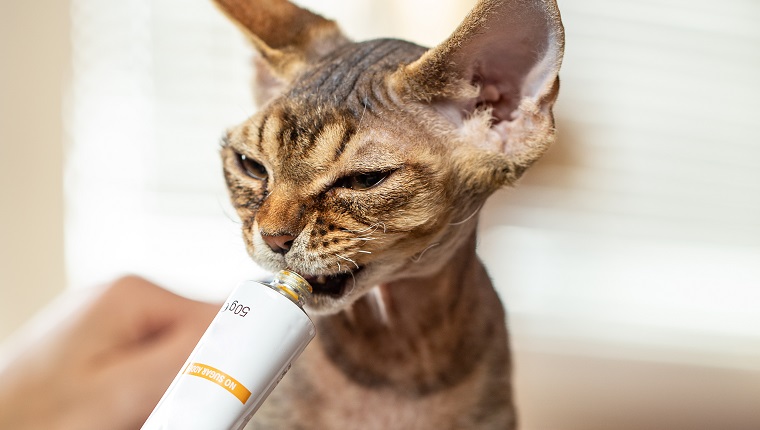 Caring Owner Giving Medicine to her Devon Rex Kitten to Help him with his Health
