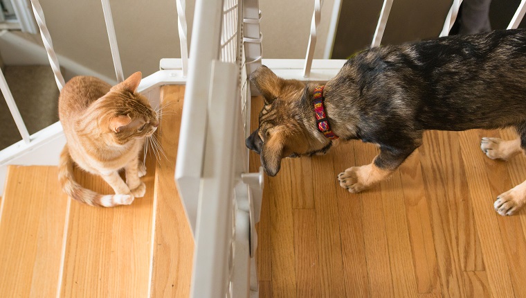 An orange striped tabby cat sits on the stairs and stares disdainfully at a curious German shepherd dog puppy on the other side of a plastic baby gate.