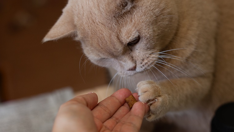 close up a red British cat pulls a pad of dry food with a clawed paw from the fingers of a woman's hand