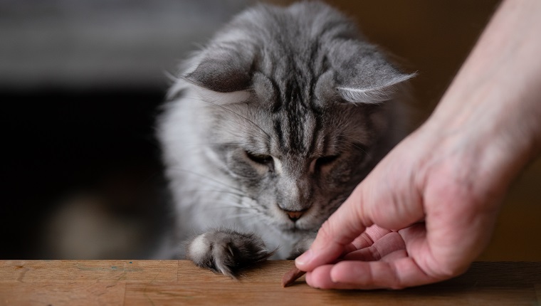 Maine coon cat