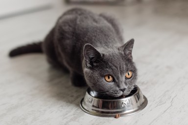 British cat eating food from a bowl on the floor.