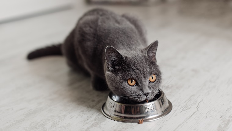 British cat eating food from a bowl on the floor.