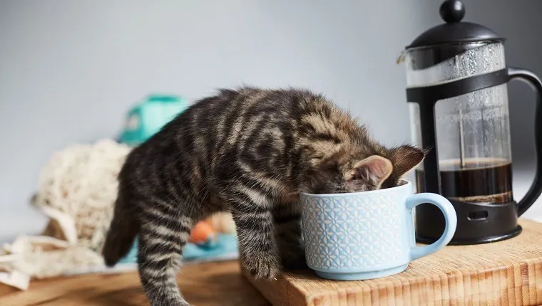 Cute tabby kitten stealing cream from a cup on the breakfast table