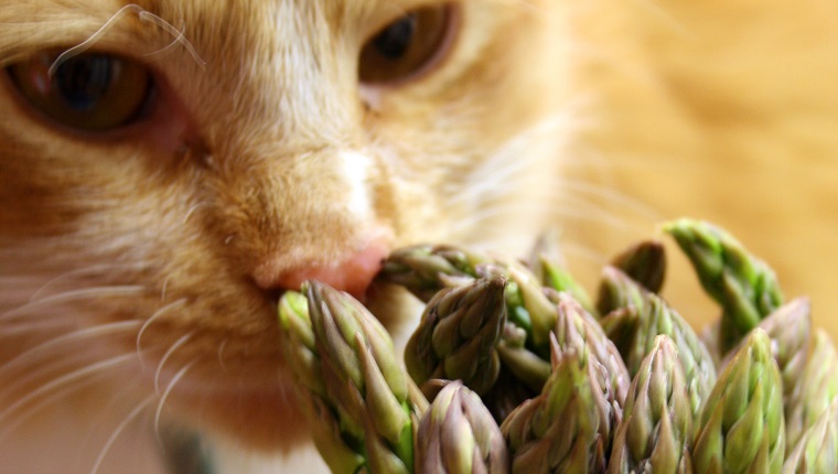 Close up shot of an orange and white cat sniffing a bunch of asparagus.