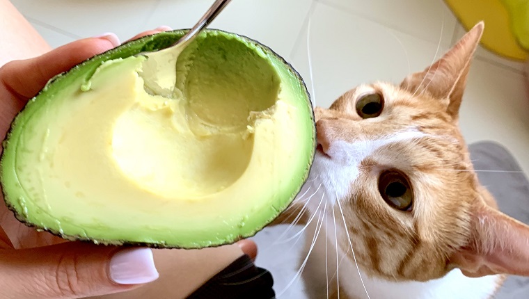 Can Cats Eat Avocado Is Avocado Safe For Cats Cattime