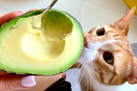Taken on Mobile Device avocado for breakfast and ginger cat