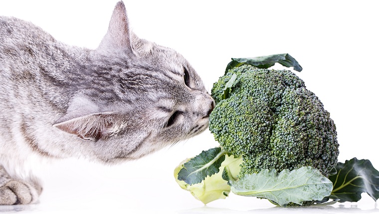 gray cat smelling a broccoli