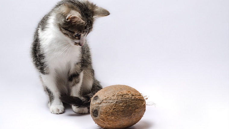 gray kitten with coconut on a light background