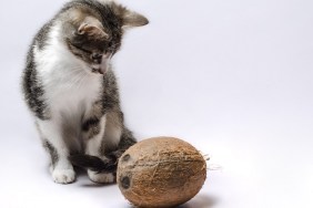 gray kitten with coconut on a light background