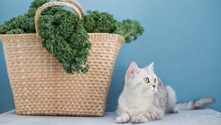 Can Cats Eat Kale? Is Kale Safe For Cats? - CatTime