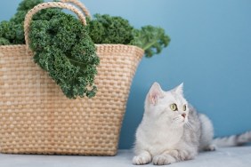 Grey cat and green curly kale salad in straw eco bag on a blue background