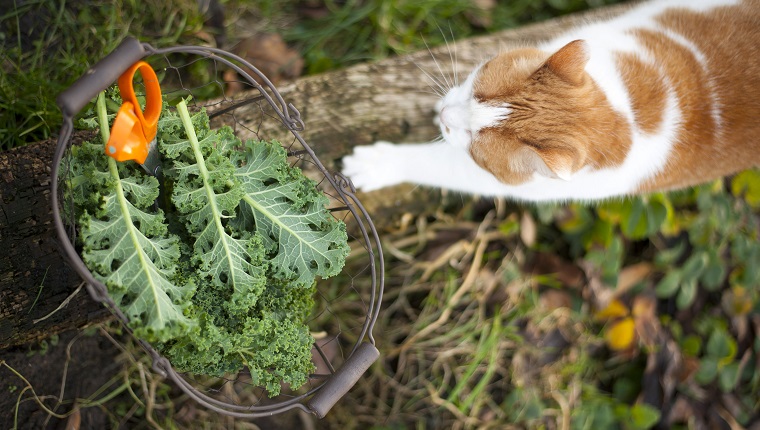 Deutschland - Hamburg - Altes Land - Wintergemüse - Grünkohl aus dem Garten im Metallkorb mit Schere und Katze
