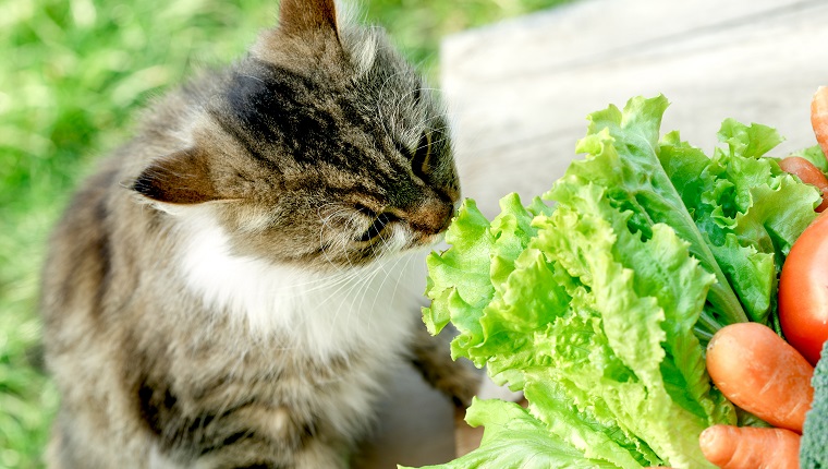 Pet - cat knows what is healthy food