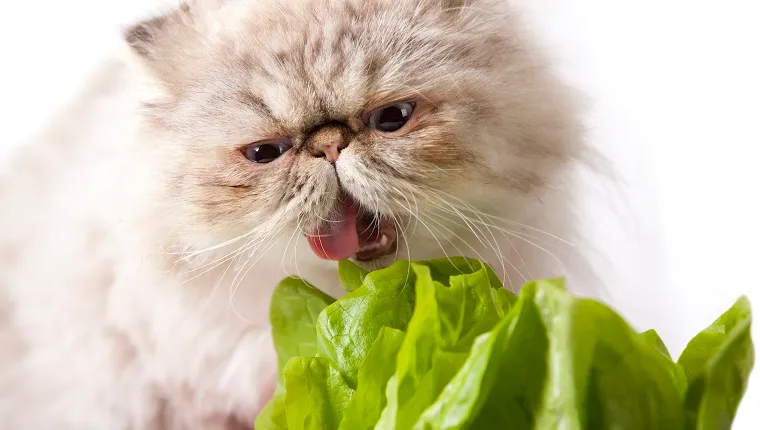 persian cat eating green lettuce