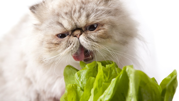 Can Cats Eat Lettuce Is Lettuce Safe For Cats CatTime