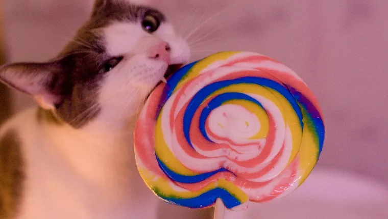 Grey and white cat eating colored lollipop.
